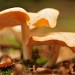 Fungi - Landgoed Lievensberg, Heimolen, The Netherlands