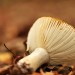 Fungi - Landgoed Lievensberg, Heimolen, The Netherlands