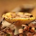 Fungi - Landgoed Lievensberg, Heimolen, The Netherlands