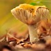 Fungi - Landgoed Lievensberg, Heimolen, The Netherlands