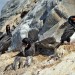 Imperial Shags - Beagle Channel, Argentina