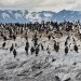 Isla De Los Lobos - Beagle Channel, Argentina