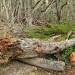 Dead Forest - Tierra del Fuego National Park, Argentina