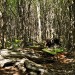 Fallen Forest - Torres del Paine National Park, Chile