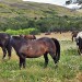 Chilean Horses - Torres del Paine National Park, Chile