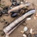 Shells - Bergen Aan Zee Beach, The Netherlands