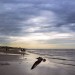 Seagull In Flight - Bergen Aan Zee Beach, The Netherlands