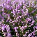 Heather - Schoorlse Duinen, The Netherlands