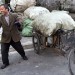 Garbage Collector - Shanghai, China