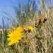 Dandelion - Midsland Aan Zee, Terschelling, The Netherlands