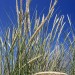 Dune Grass - Midsland Aan Zee, Terschelling, The Netherlands