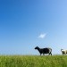 Black & White Sheep - Oosterend, Terschelling, The Netherlands