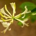 Honeysuckle - Hoorn, Terschelling, The Netherlands