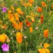 Flower Bed - Oosterend, Terschelling, The Netherlands