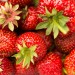 Strawberries - Oosterend, Terschelling, The Netherlands