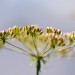 Flower Buds - Kampina, Oisterwijk, The Netherlands
