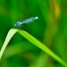 Blue Dragonfly - Kampina, Oisterwijk, The Netherlands