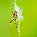 Wasp Spider - Kampina, Oisterwijk, The Netherlands