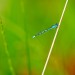 Blue Dragonfly - Kampina, Oisterwijk, The Netherlands