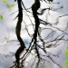 Tree Reflections - Kampina, Oisterwijk, The Netherlands