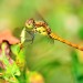 Yellow Dragonfly - Kampina, Oisterwijk, The Netherlands